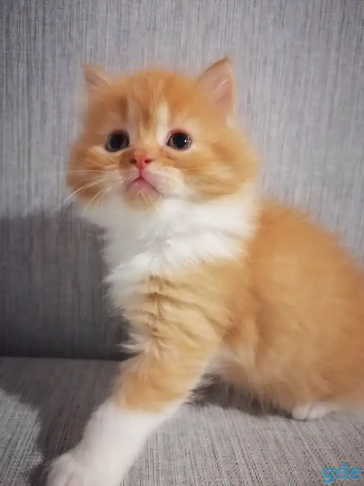 Персидские котята, фотография 2