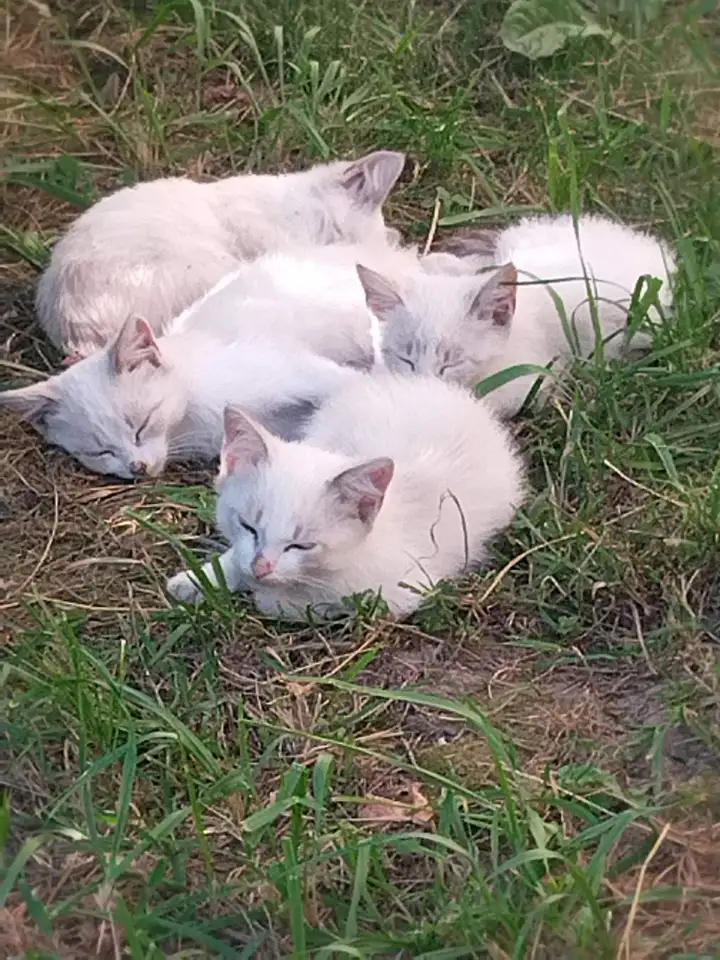 Котята даром, фотография 2
