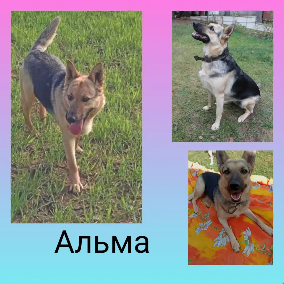 Альма в дар, фотография 1