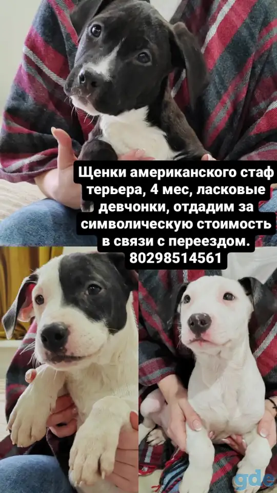 Щенки, фотография 2