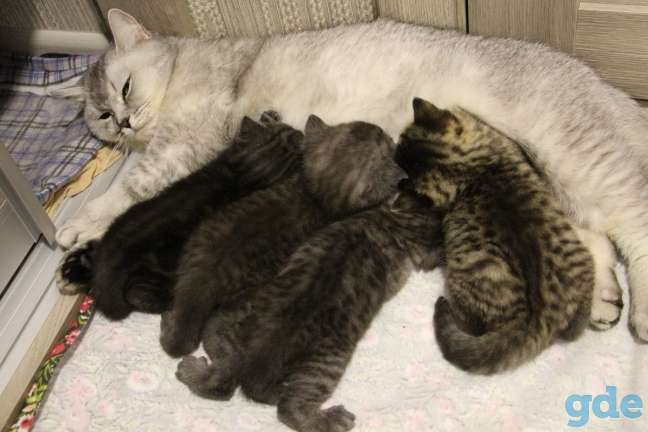 Котята шотландские, фотография 1