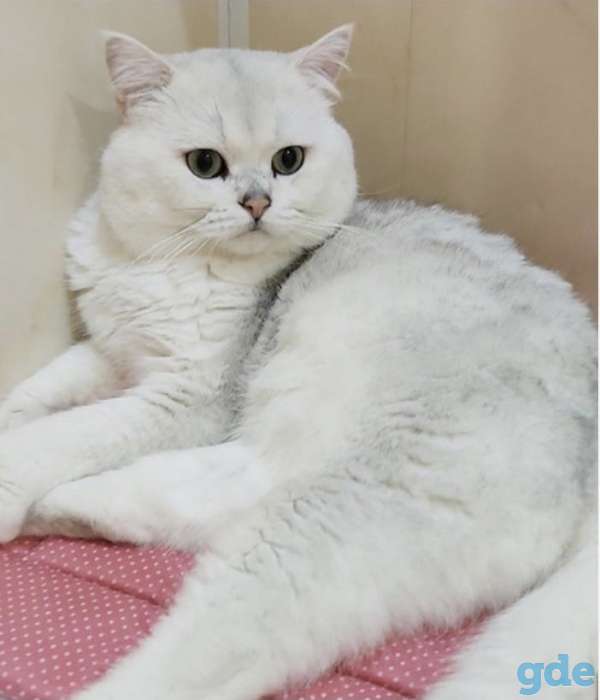Продажа шотландского вислоухого котёнка, фотография 3