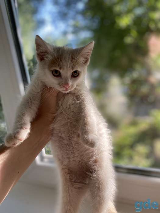 Котята в дар, фотография 6