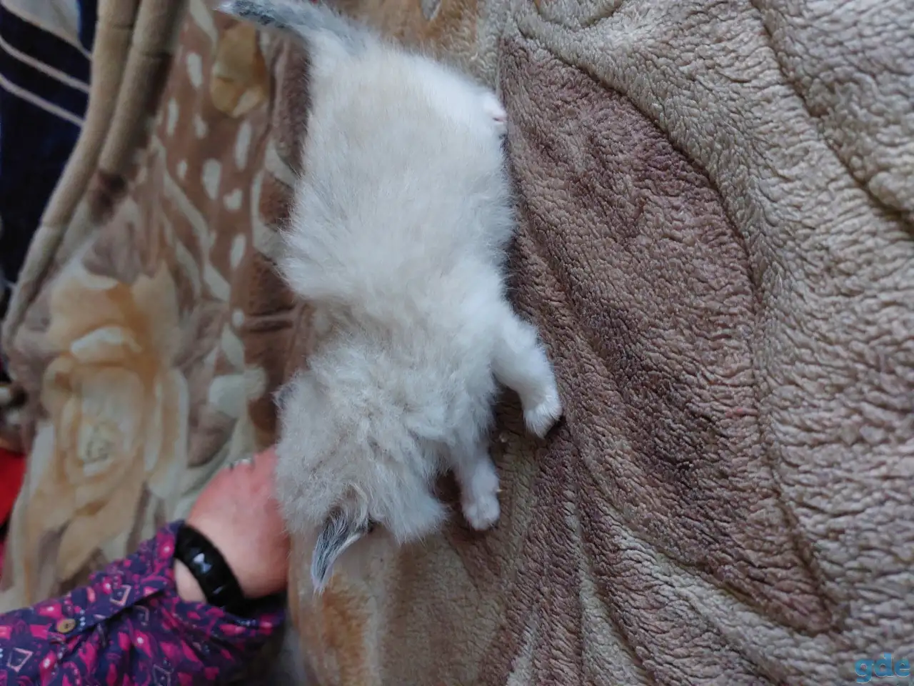 Котята в дар, фотография 8