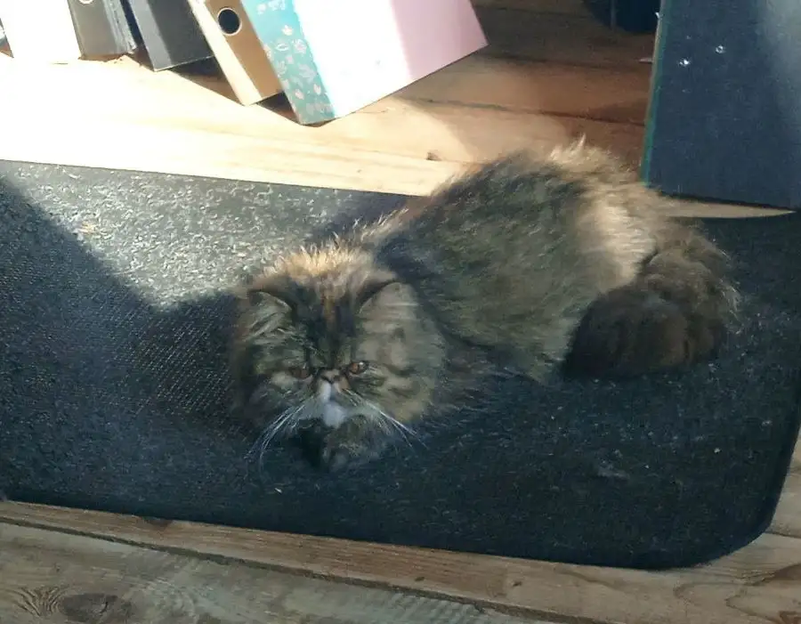 Котенок персидский, фотография 4