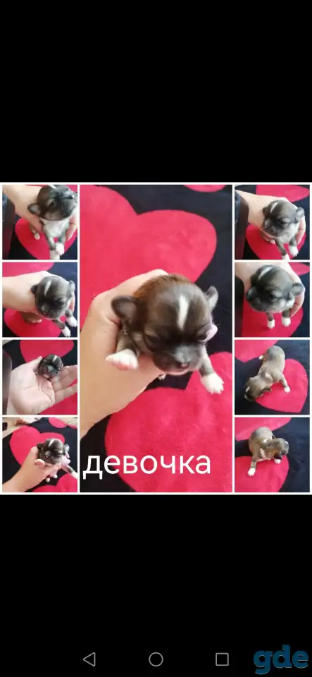 Щенки чихуахуа, фотография 9