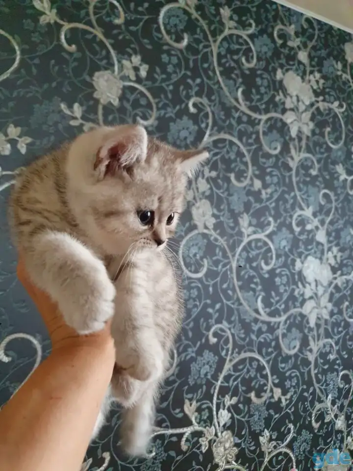 Котята, фотография 4