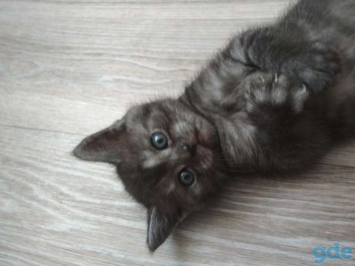 Шотландские котята, фотография 3