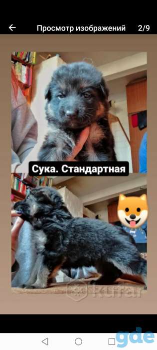 Щенки немецкой овчарки, фотография 6