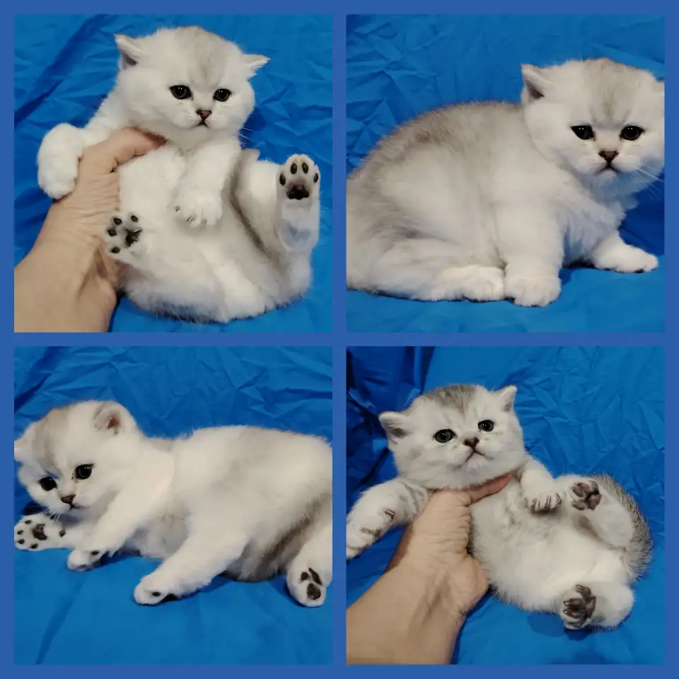 Шотландские котята., фотография 2