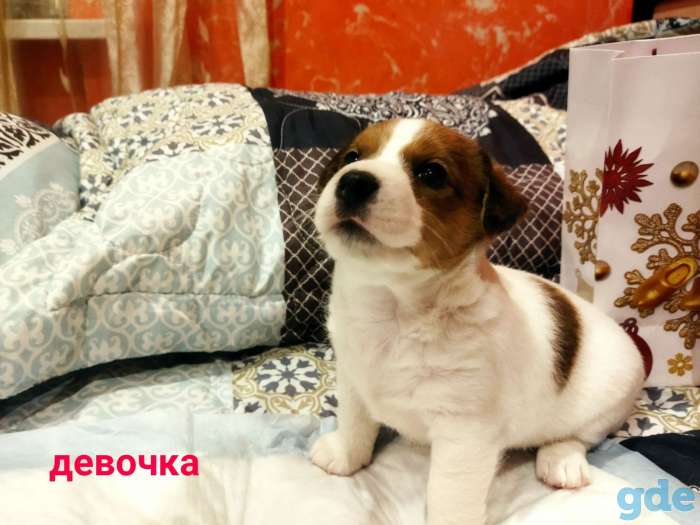 Щенки Джек Рассел терьера, фотография 2