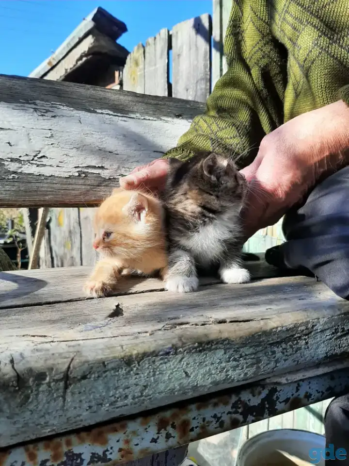 Бесплатно котята, фотография 1