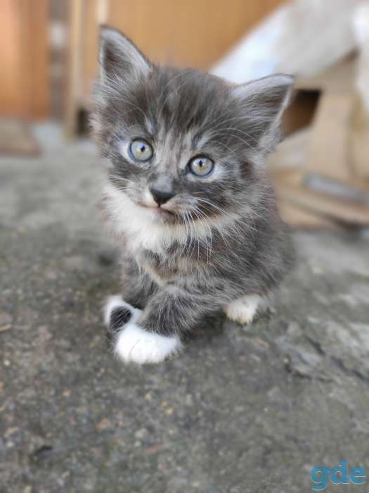 Котята, фотография 1