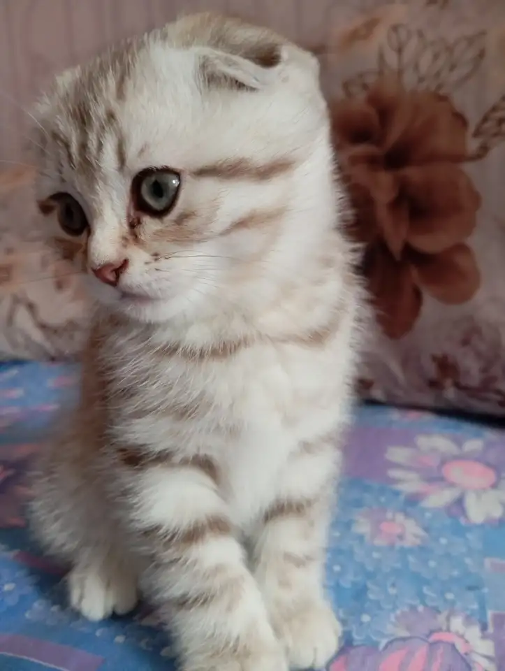 Котята, фотография 1