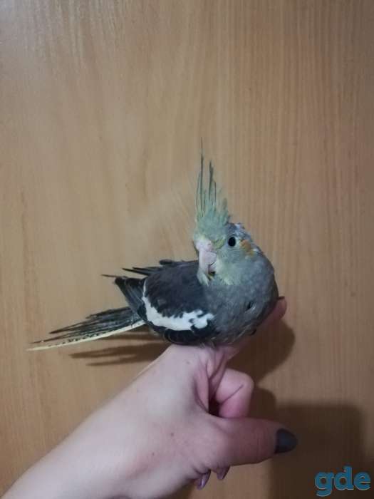 Продам птенца попугая корелла, фотография 2