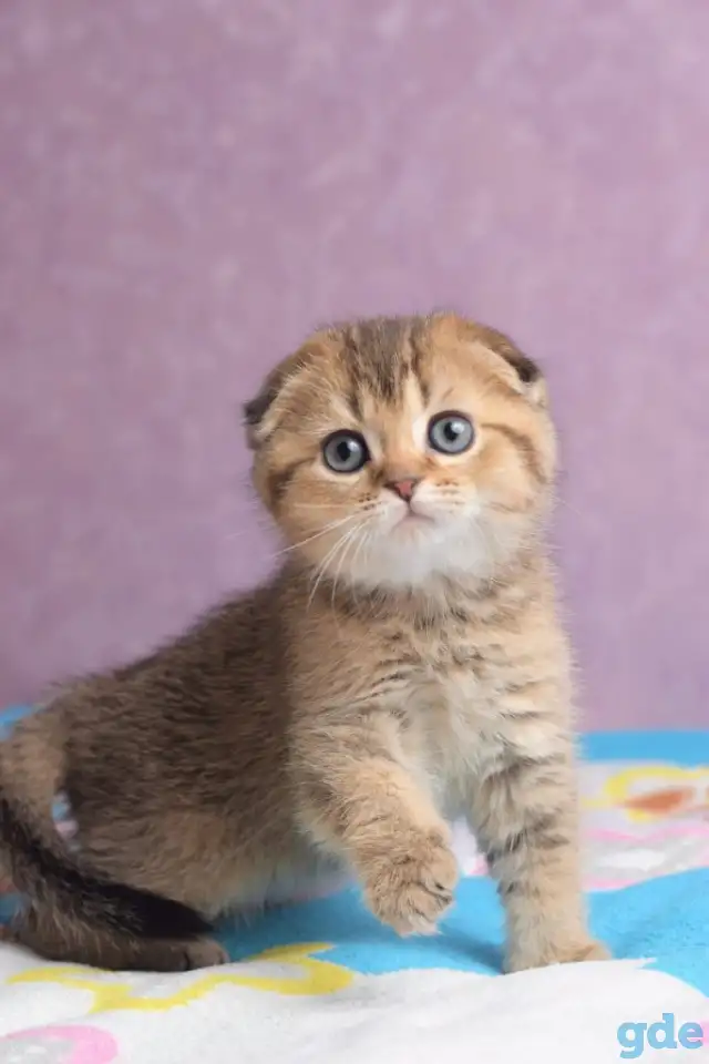 Котята шотландские ЗОЛОТАЯ ШИНШИЛЛА, фотография 1