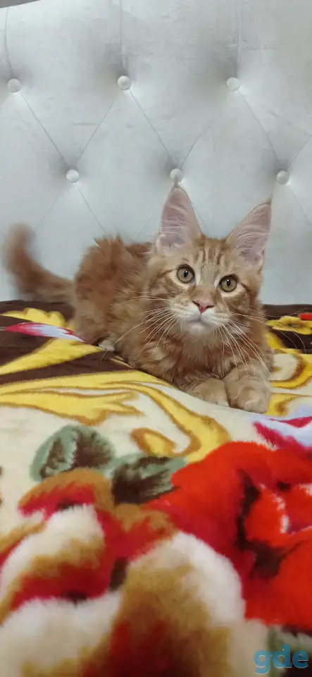 Котенок мейнкун (кот), фотография 2