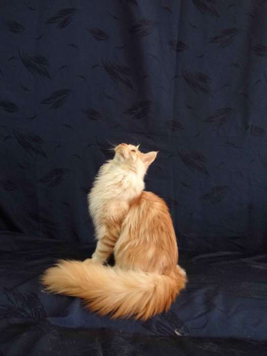 Котёнок Мейн-кун, фотография 7