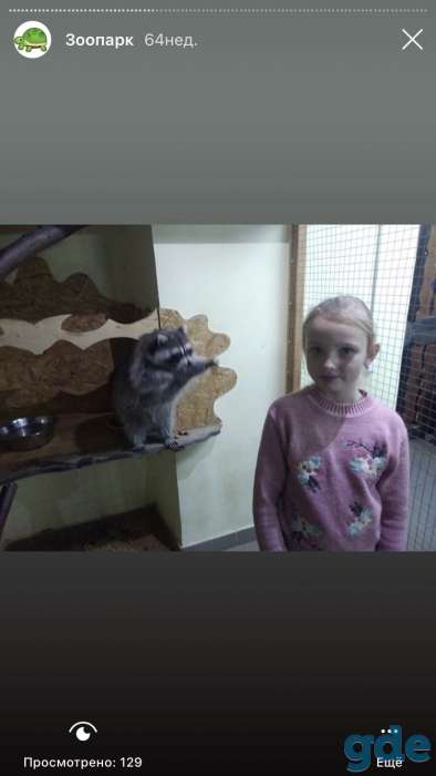 Продаётся енот девочка, фотография 4
