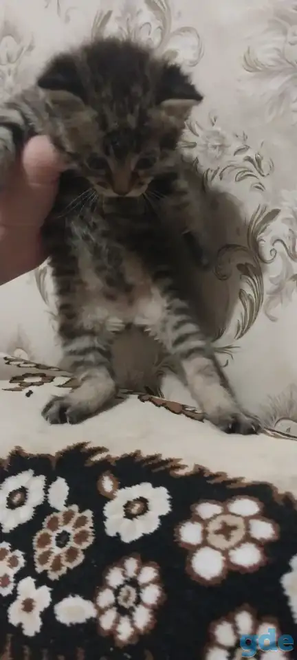 котята в хорошие руки, фотография 3