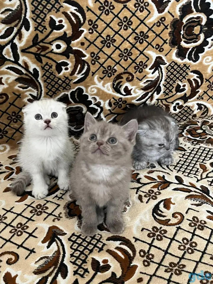 Продаются котята, фотография 2
