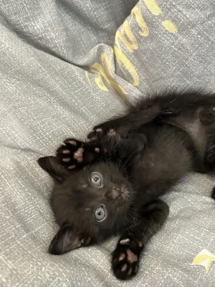 Продажа котят, фотография 3