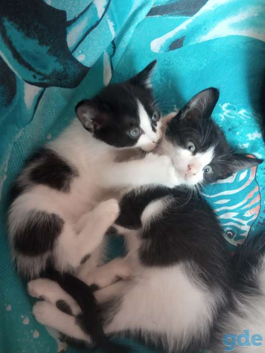 Котята, фотография 2