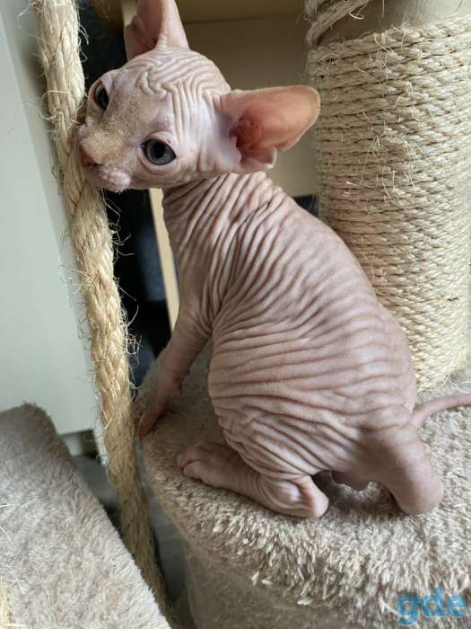 Продам котят, фотография 3