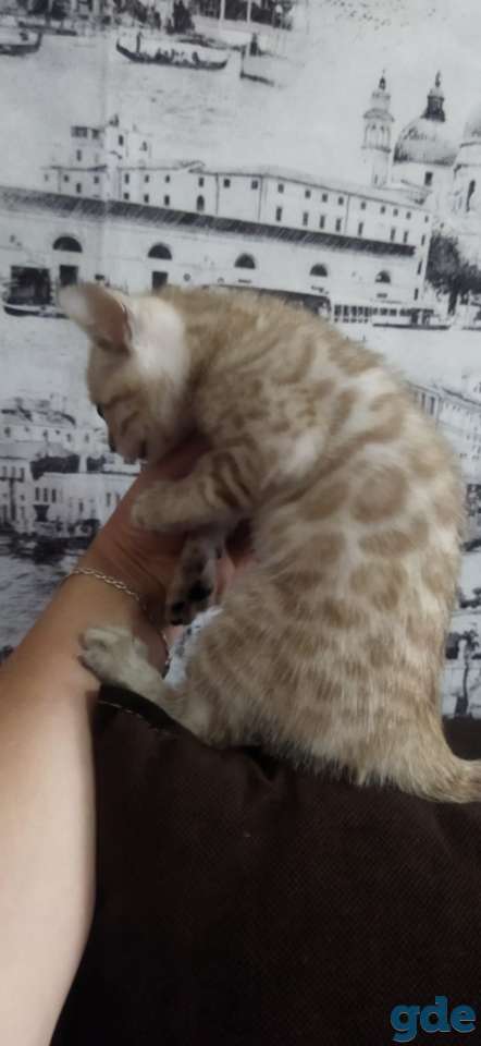 Котята бенгальской породы, фотография 3