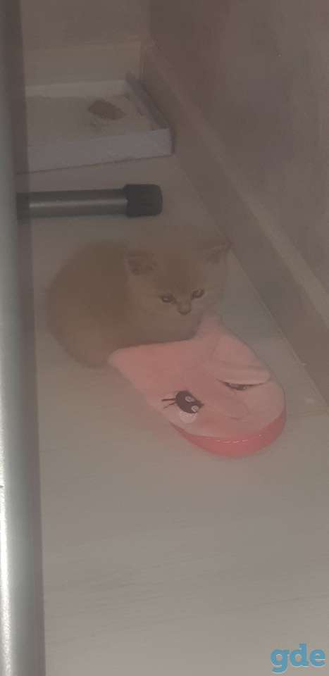 Котята, фотография 4