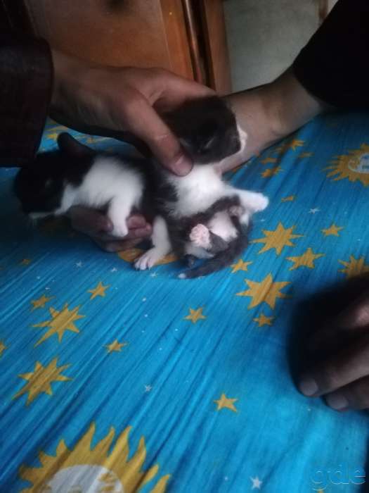 Котята в дар, фотография 1