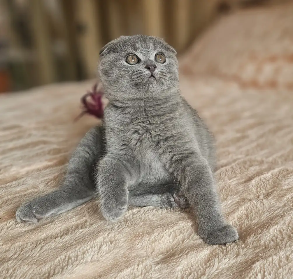 Шотландский котёнок, фотография 4
