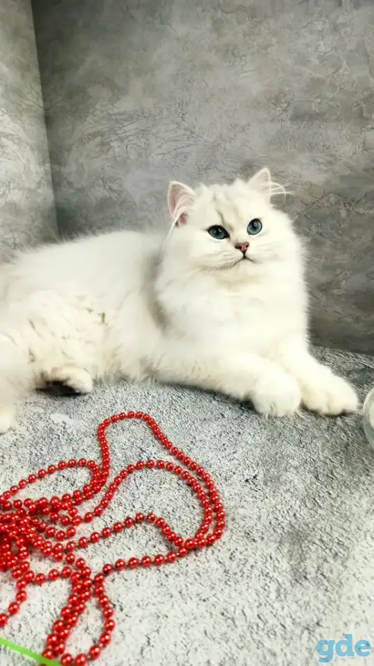Британские котята, фотография 1