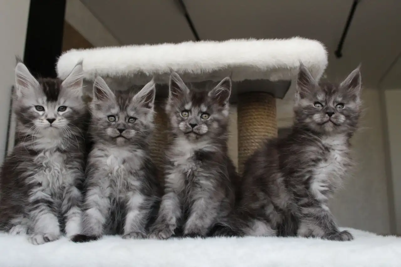 Котята мейн-кун!, фотография 6