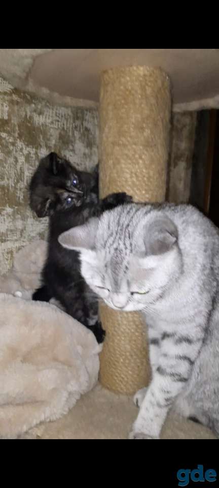 Шотландская кошечка, фотография 2