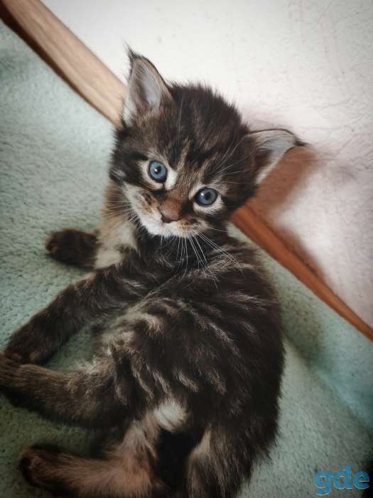 Котята meine coon, фотография 3