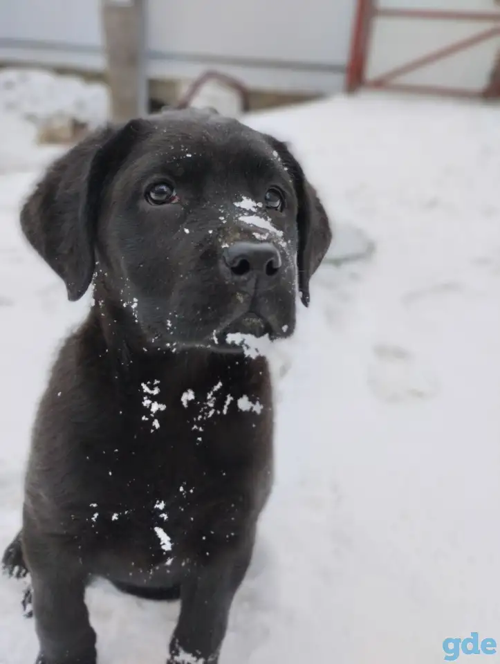 Щенки лабрадора из питомника MercuryPuppy, фотография 1