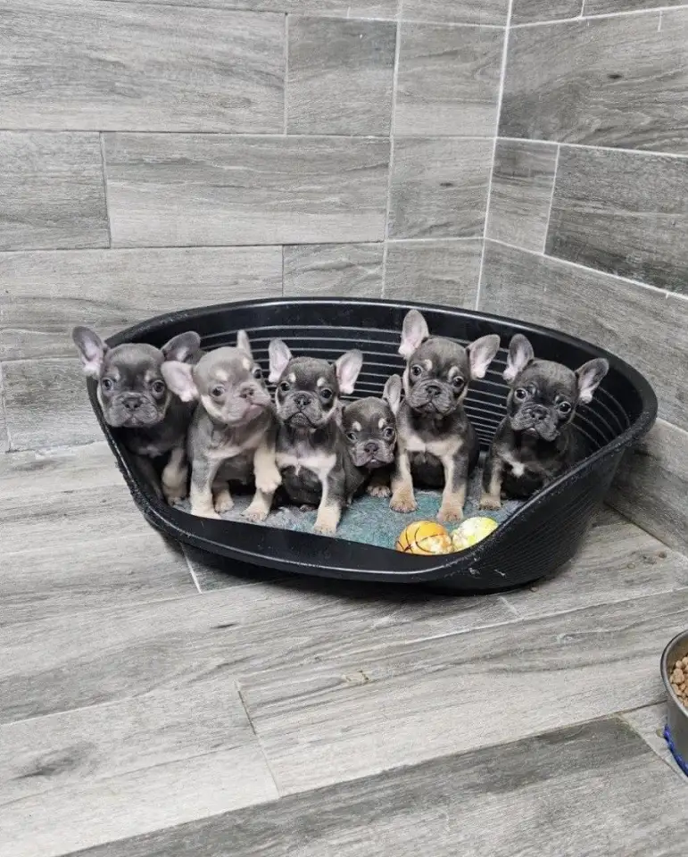 французского бульдога, фотография 1
