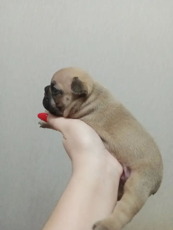 Французский бульдог, фотография 3