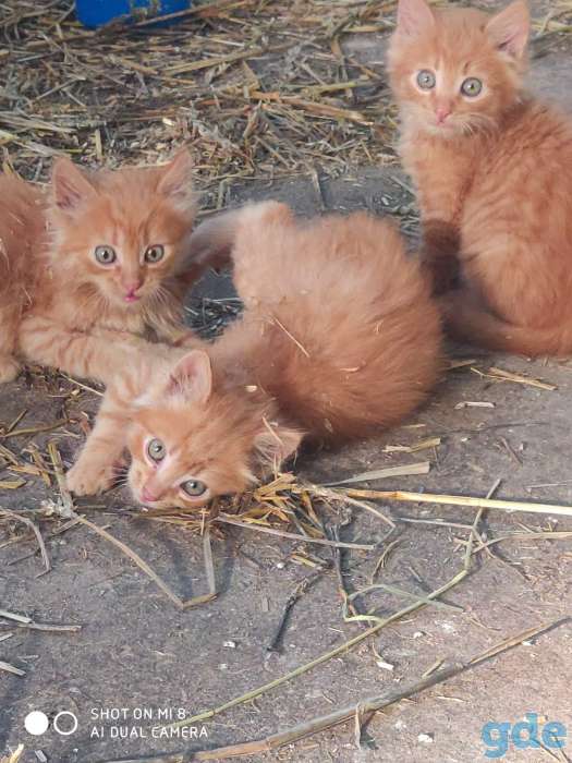 Котят (не продаем, а показываем) и отдаем в добрые руки :), фотография 1