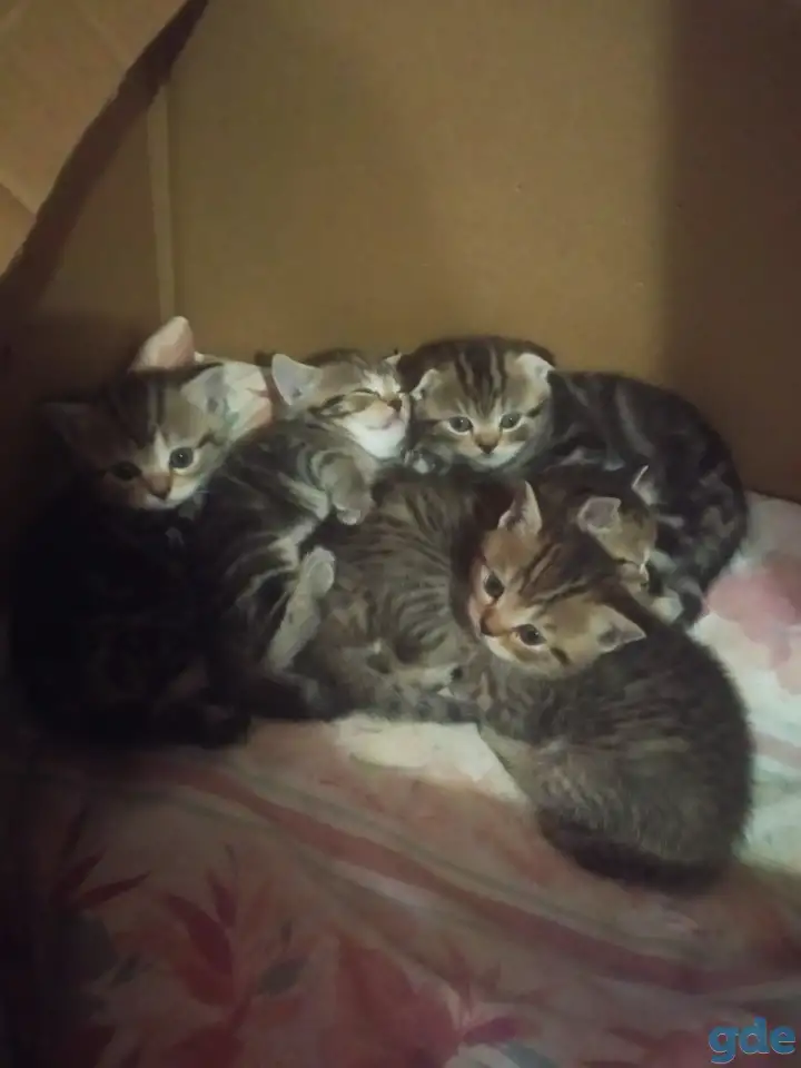 Шотландские котята, фотография 1