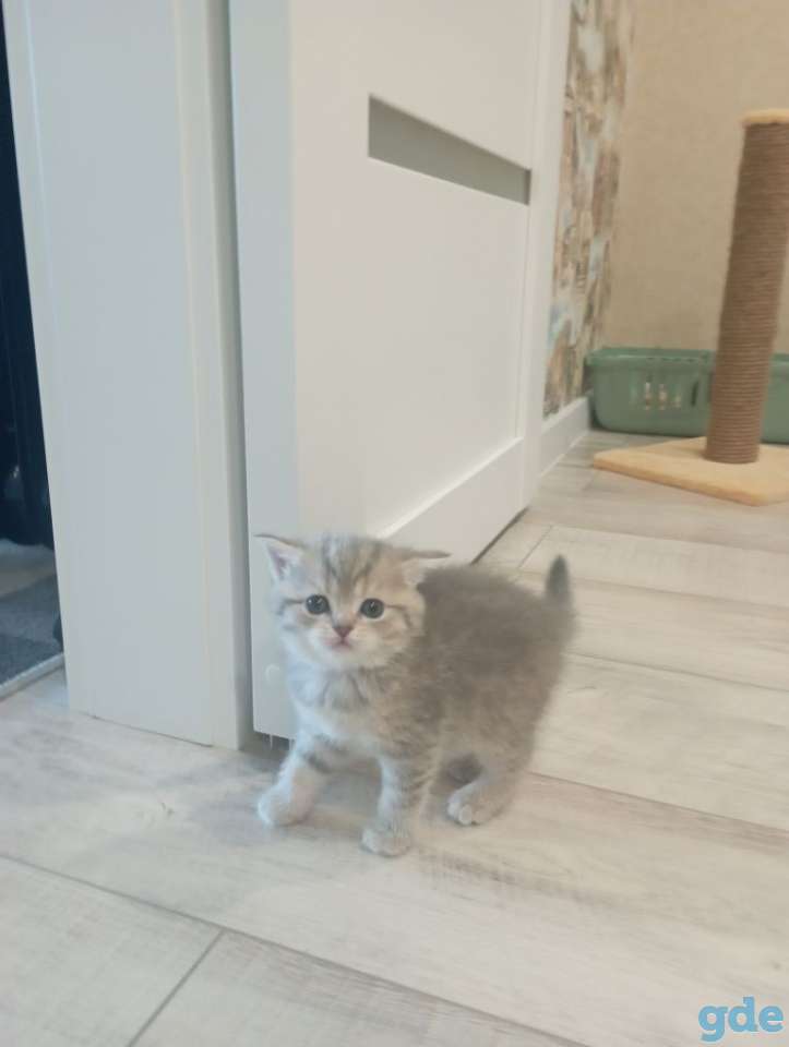 Шотландские котята, фотография 4