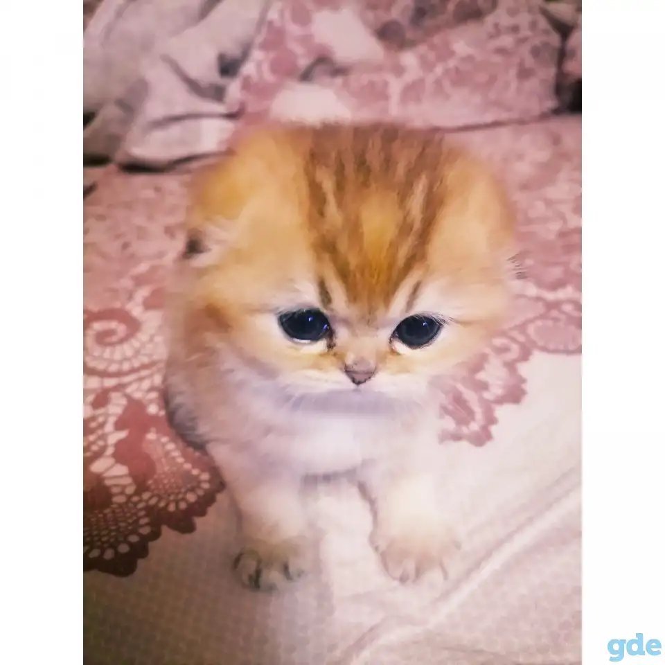 Продажа шотландского котенка, фотография 2
