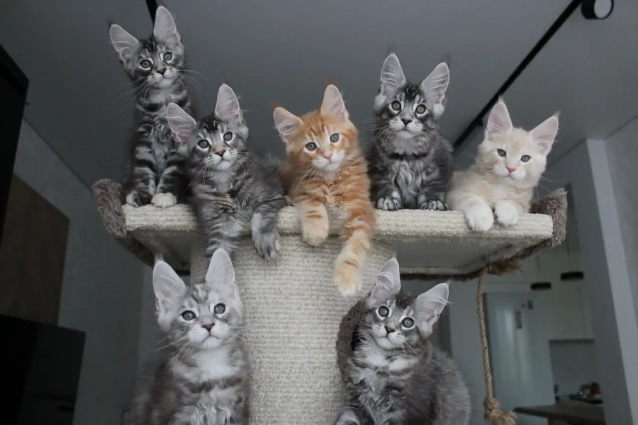 Котята мейн-кун, фотография 7