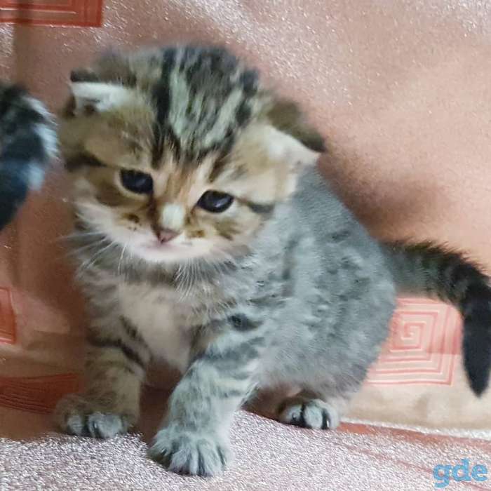 Шотландские вислоухие котята., фотография 8