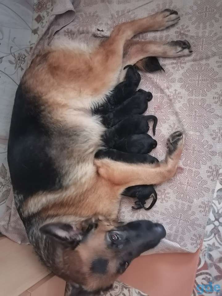 Продаю, фотография 1