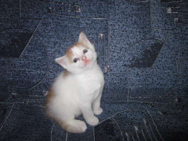 Котёнок в добрые руки, фотография 4