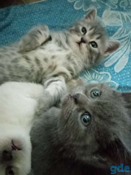 Шотландские котята, фотография 2