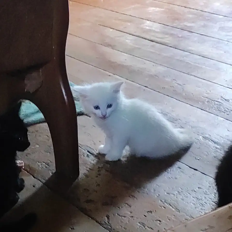 Дарю котят, фотография 2