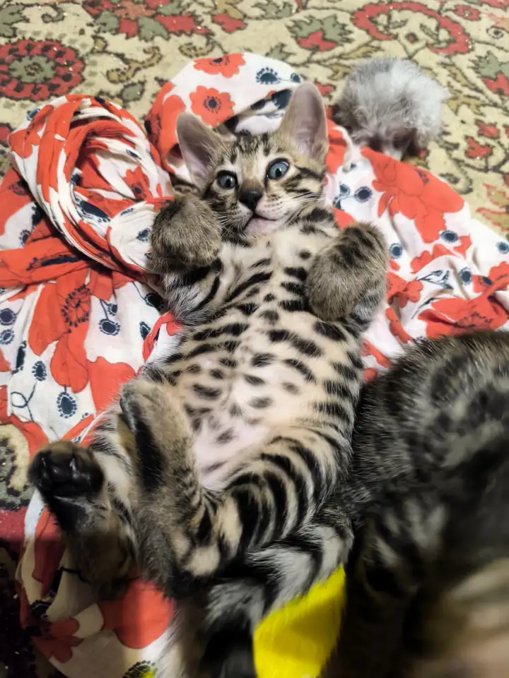 Бенгальские котята, фотография 2